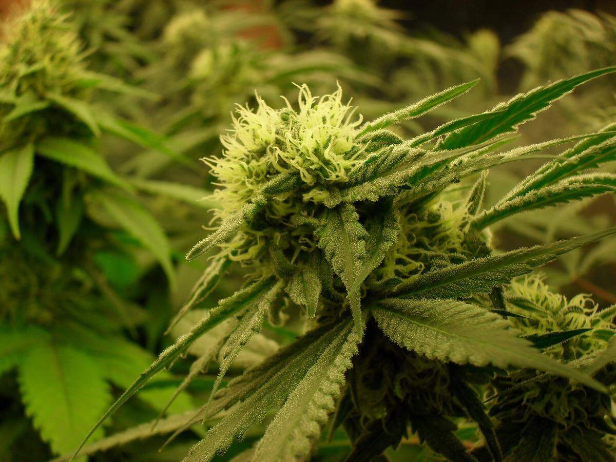 The Florida Supreme Court ruled that voters will see a ballot amendment in November 2024 on whether to legalize recreational marijuana.