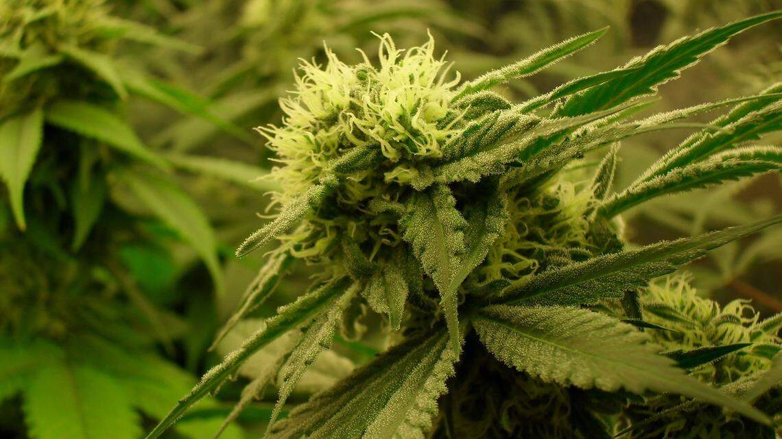 The Florida Supreme Court ruled that voters would vote on whether to legalize recreational marijuana via Amendment 3.