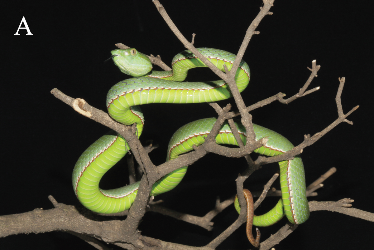 Nujiang green pit-vipers can reach up to about two and a half feet long, and have distinct “triangular” heads and “golden-yellow” eyes, the study said.