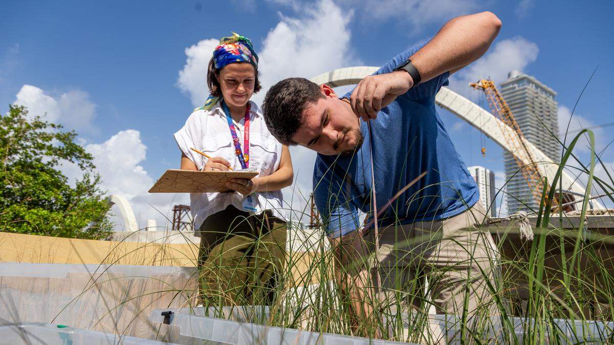 Juliana Grilo, program director at Frost Science Museum, and Nathan Rubin, a student at the University of Miami, record measurements of how tall sea oats are growing. A study hosted at Frost Science Museum found recycled glass sand grew sea oats as well as natural beach sand.