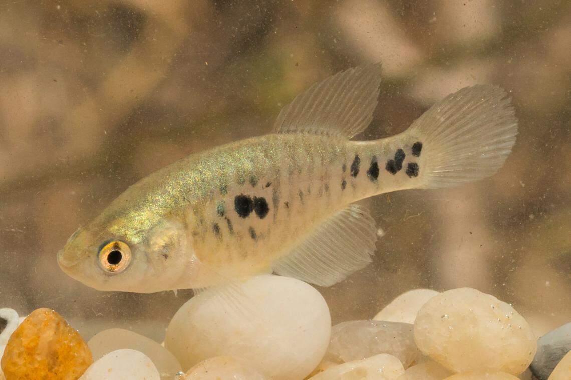 A female specimen of H. bonita.