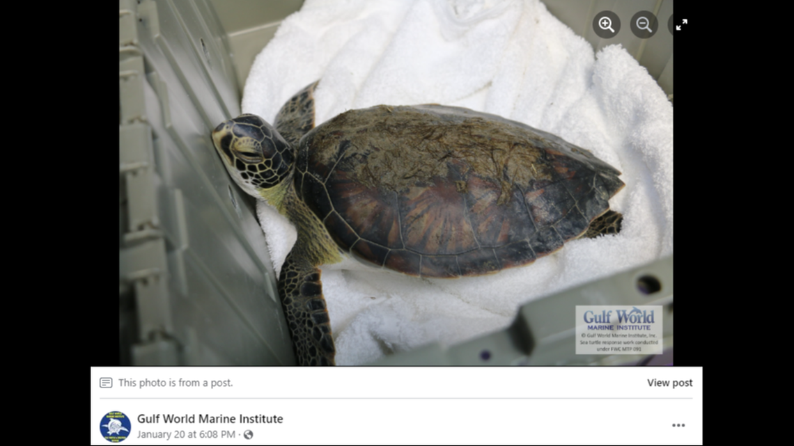 Sea turtles are cold-blooded, so their body temperature is determined by their environment.