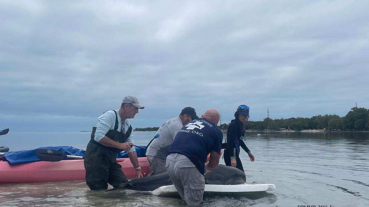 Members of the marine mammal rescue group Dolphins Plus Marine Mammal Responder walk with a Pygmy killer whale that was found stranded off the beach at Long Key State Park in the Florida Keys on Sunday, Jan. 12, 2025.