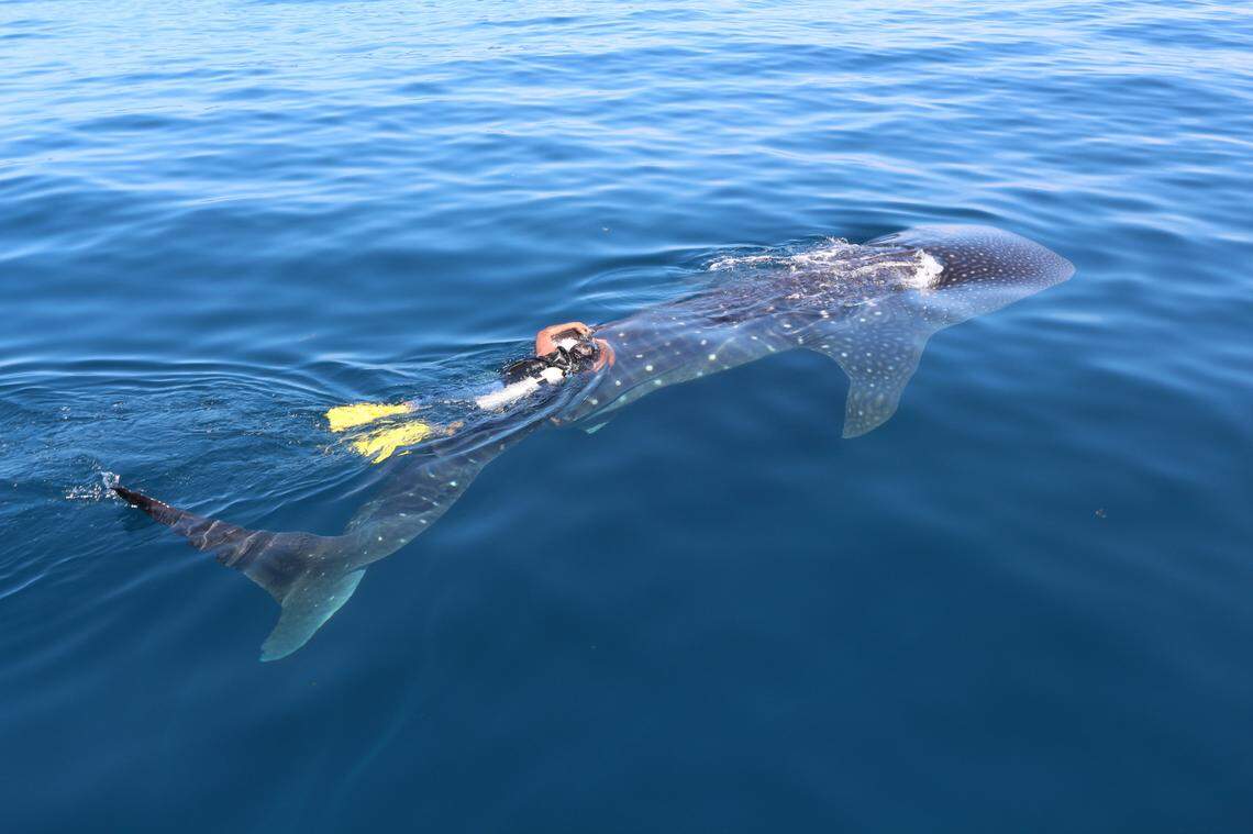 The tracker, attached by a researcher snorkeling alongside her, allowed researchers to follow Rio Lady for four years and more than 27,000 miles, according to the study.