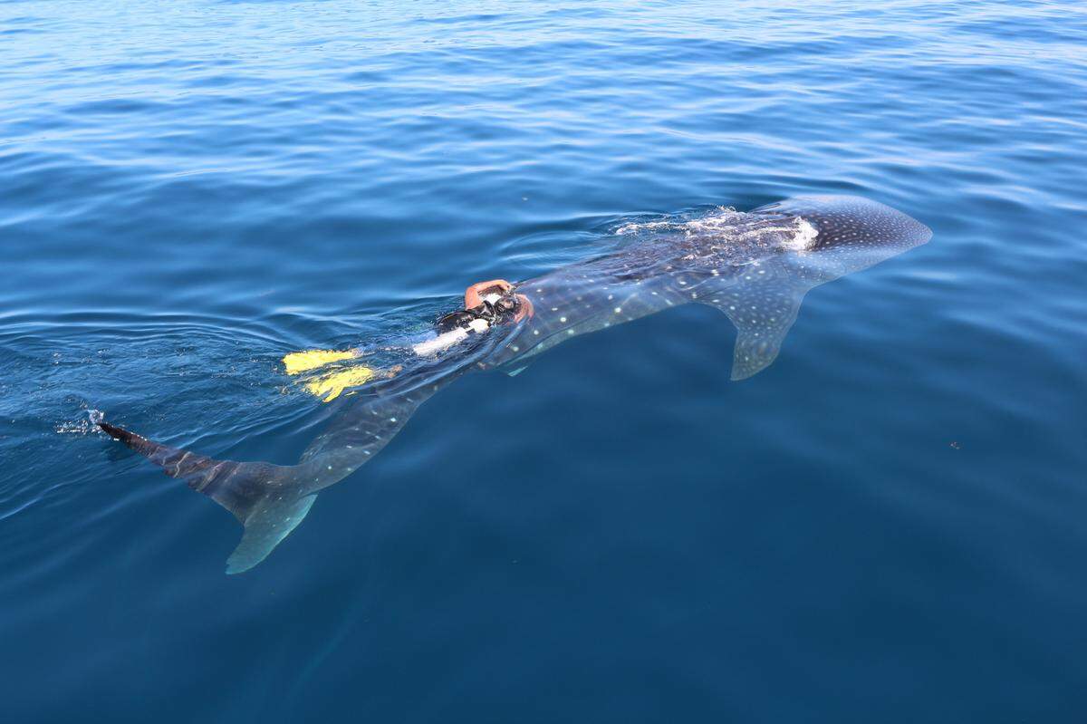 The tracker, attached by a researcher snorkeling alongside her, allowed researchers to follow Rio Lady for four years and more than 27,000 miles, according to the study.