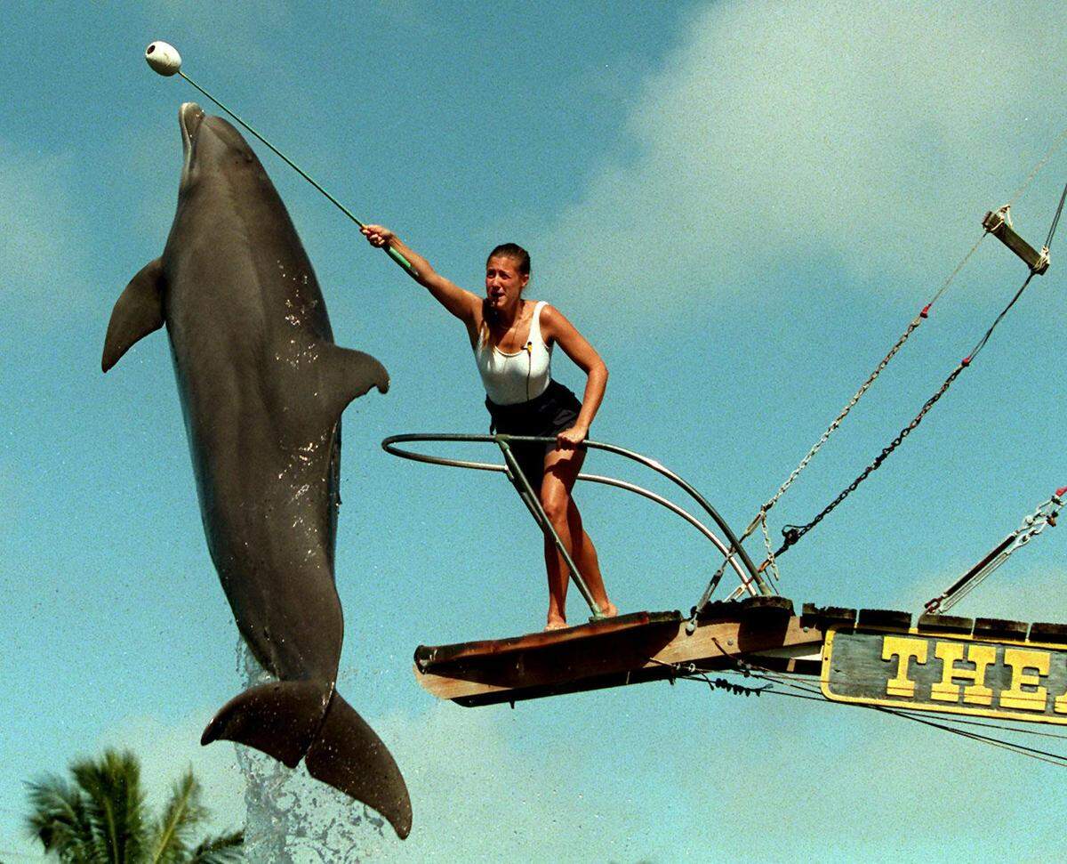 A dolphin trainer at Theater of the Sea.