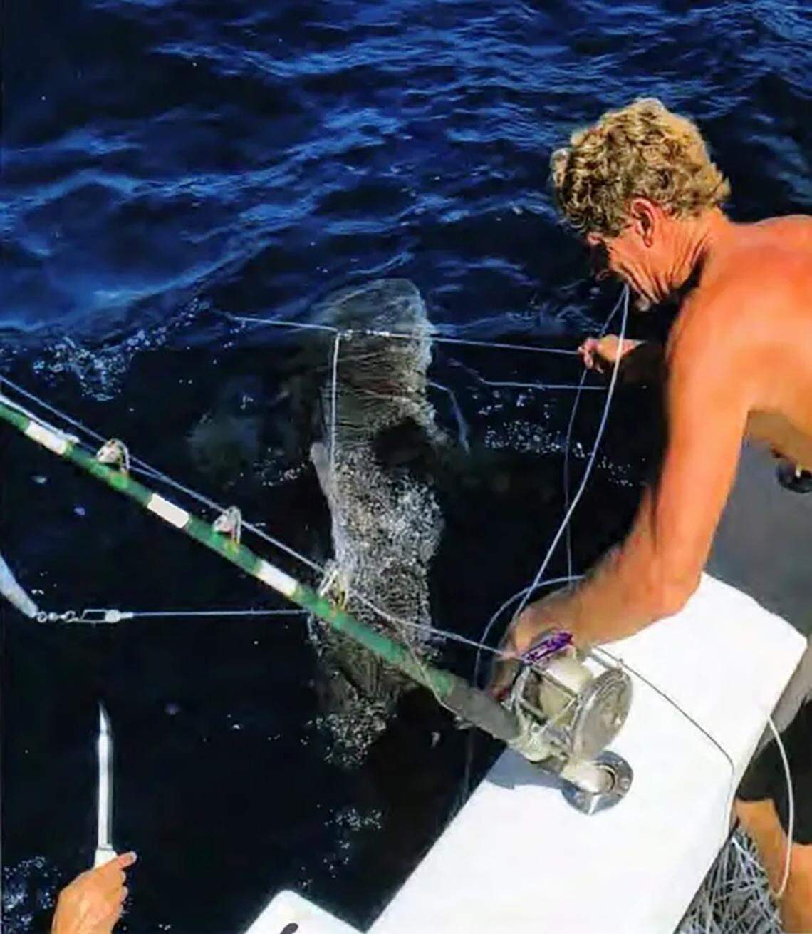 John R. Moore Jr., pictured handling a shark, was convicted in 2022 of stealing fishing gear in federal waters off South Florida. The case stemmed from Moore and his crewmate, Tanner Mansell, also convicted, of unhooking 19 sharks and a goliath grouper from the longline of a vessel permitted to do fishing of sharks for research. On Wednesday, May 28, 2025, President Trump pardoned Moore and Mansell.