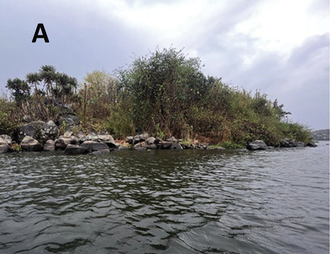 The fish are found along stoney outcrops on the islands in the lake, researchers said.