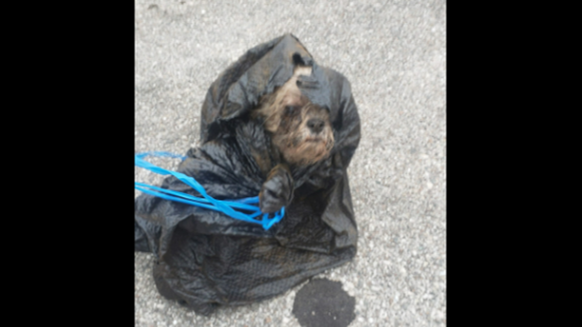 The dog was still alive when found Thursday, Dec. 14, outside a store in Lehigh Acres, Lee County Sheriff Carmine Marceno said.