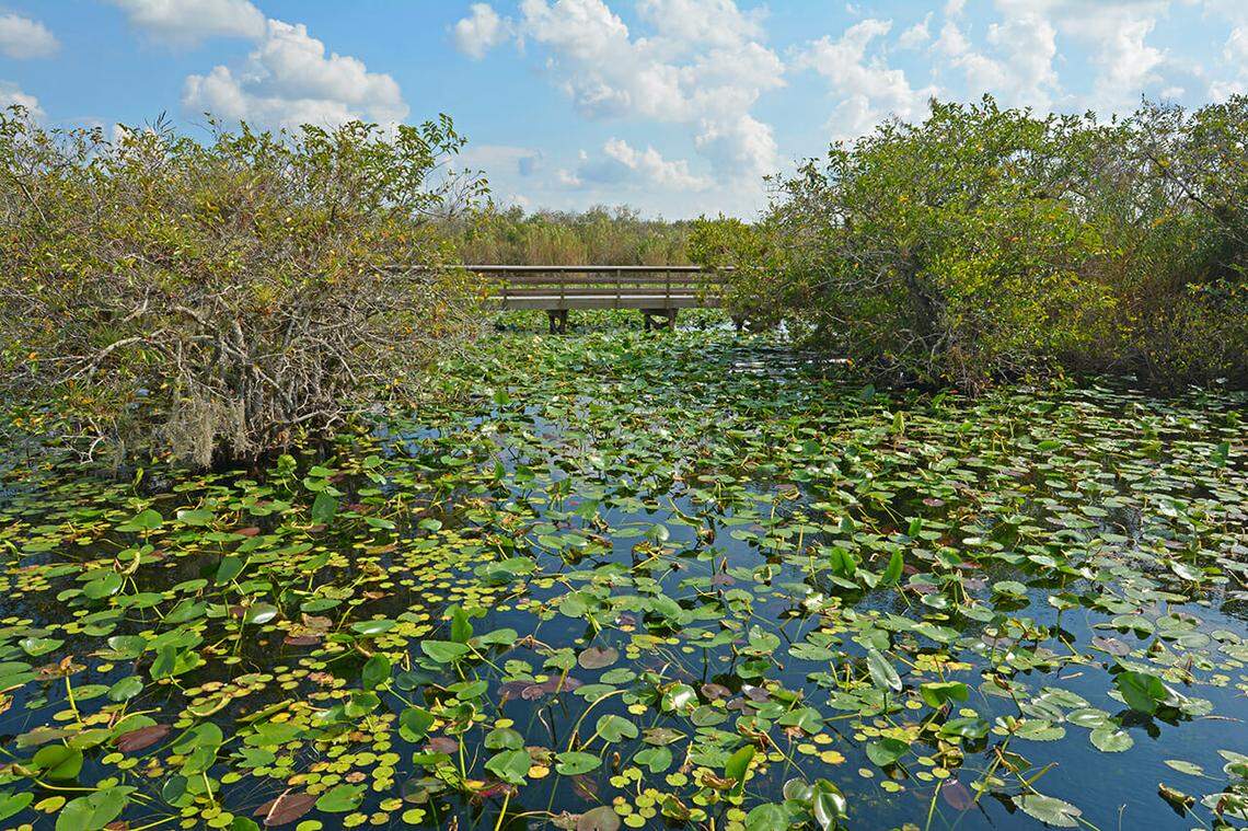 The Anhinga trail, near the Ernest F. Coe Visitor Center, at Everglades National Park, will remain closed until the National Park Service decides on a reopening plan.