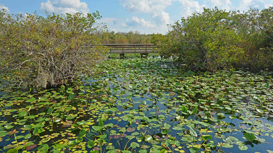 The Anhinga trail, near the Ernest F. Coe Visitor Center, is closed to public access after the National Park Service closed the Homestead entrance to Everglades National Park, following a Miami-Dade County emergency order.