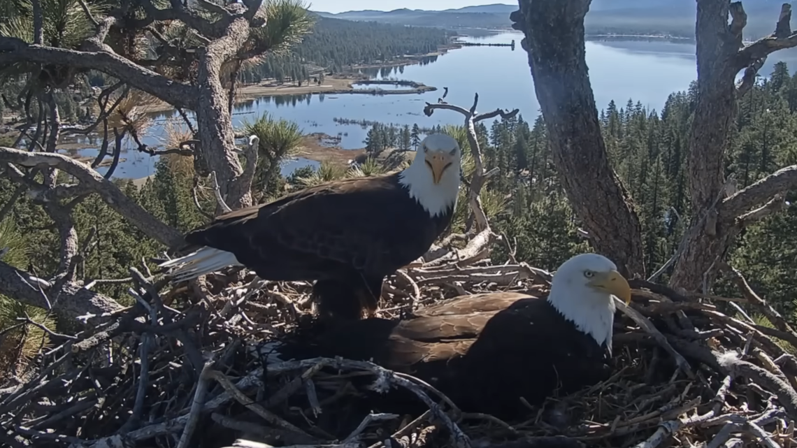 Jackie and Shadow, a pair of bald eagles in Big Bear, have captivated millions through a viral nest cam.