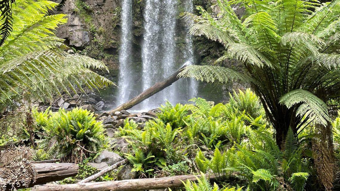 A new species of smooth frog was discovered in southern Australia, according to a study.