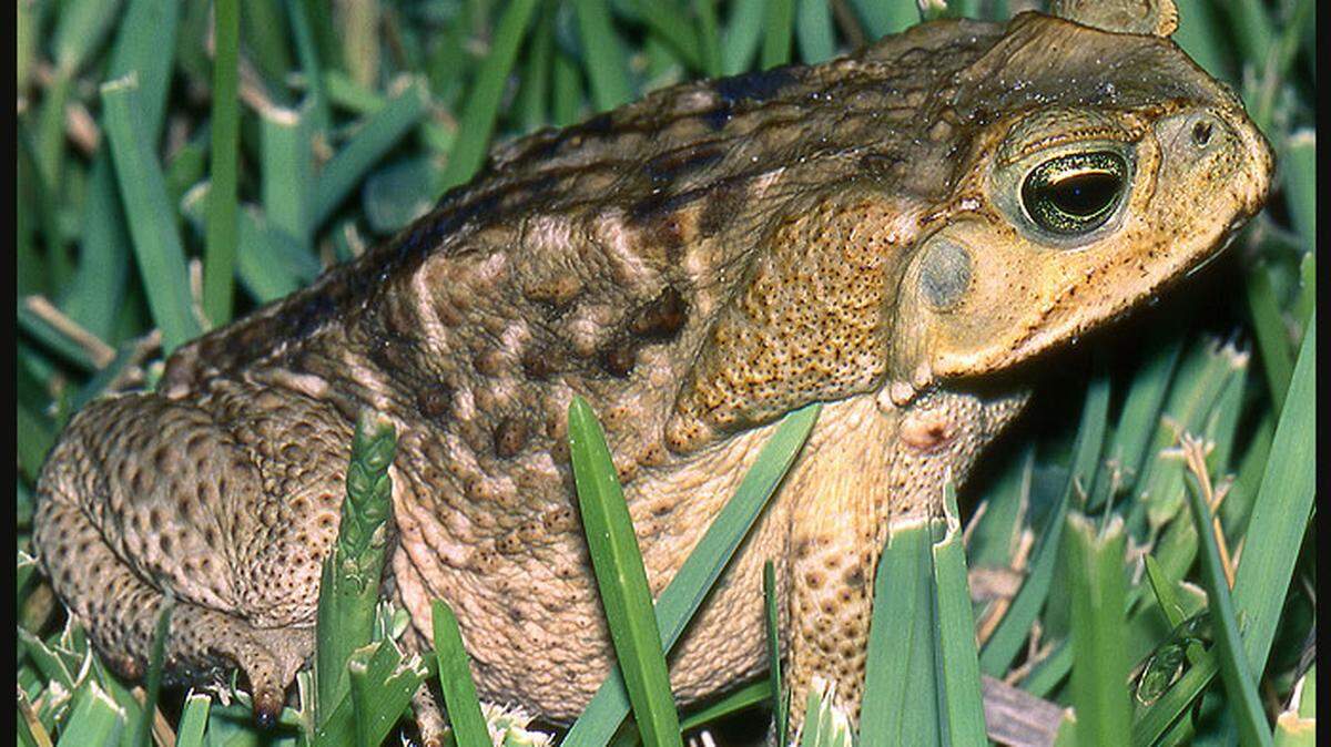 The cane toad is an invasive species that was introduced in South Florida in the 1930s as a way to combat beetles in sugarcane fields.  