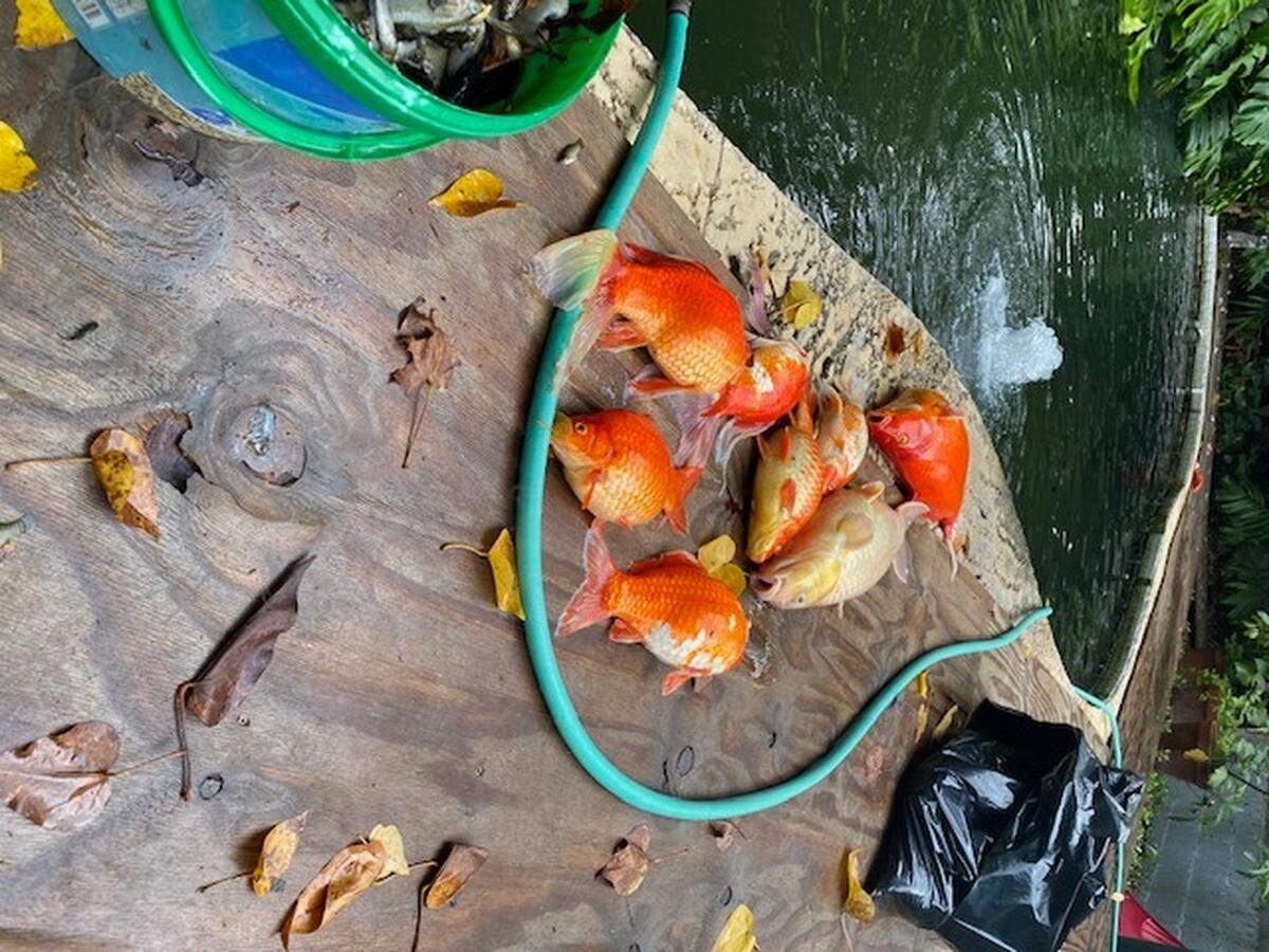 Dead koi removed from Florence Danly’s pond.