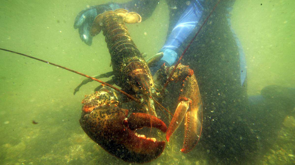 PETA was calling for a 5-foot roadside tombstone in remembrance of the lobsters killed when a truck crashed in Brunswick, Maine. Police say thousands of the lobsters likely died in the August 22 accident.