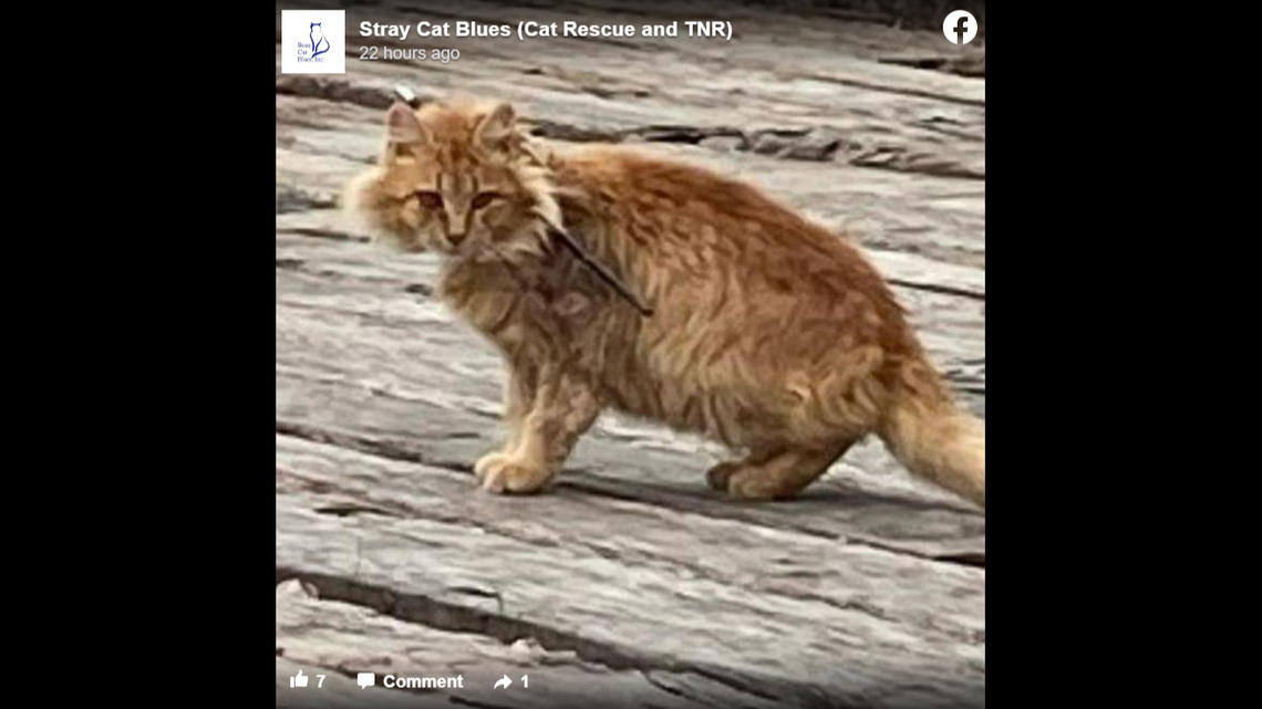 A rescued group in Pennsylvania saved a cat with an arrow sticking through it, and named the cat Cupid.