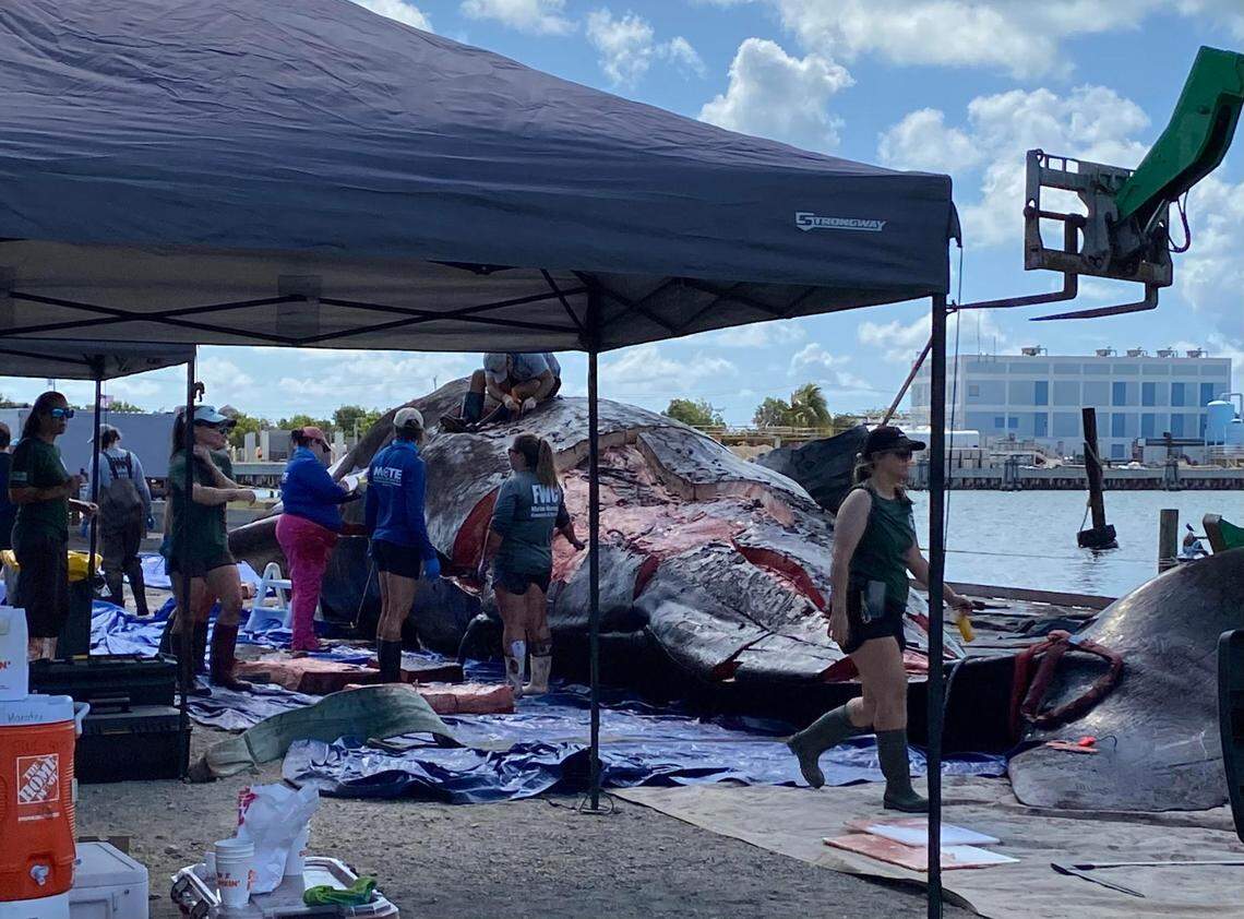 Biologists conduct a necropsy on a large sperm whale at the docks of Robbie’s Marina in Stock Island Wednesday, May 11, 2022. The whale was found dead in the Gulf of Mexico the day before.