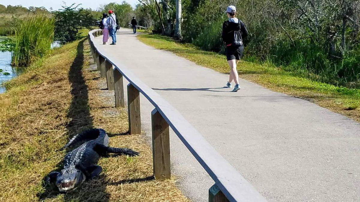 The Anhinga Trail at Everglades National Park is now open for visitors.
