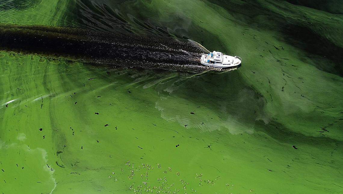 During the summer of 2018, algae blooms coated stretches of the Caloosahatchee River, including this area near LaBelle, west of Lake Okeechobee.