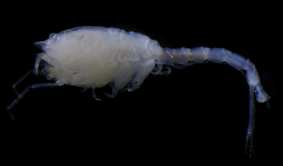 The creatures were named after the Latin word for “hairy” or “shaggy” because of their bristle-covered bodies, according to scientists.