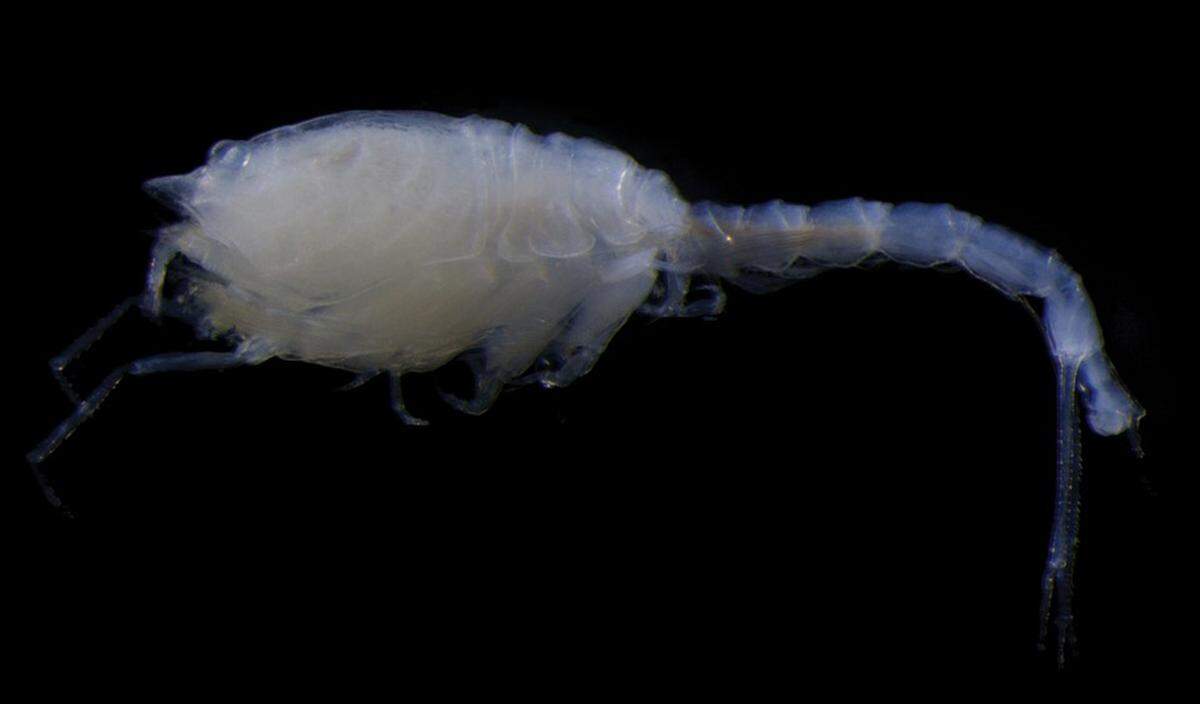 The creatures were named after the Latin word for “hairy” or “shaggy” because of their bristle-covered bodies, according to scientists.