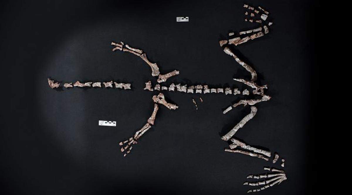 A well-preserved collection of bones allowed researchers to identify the new species.