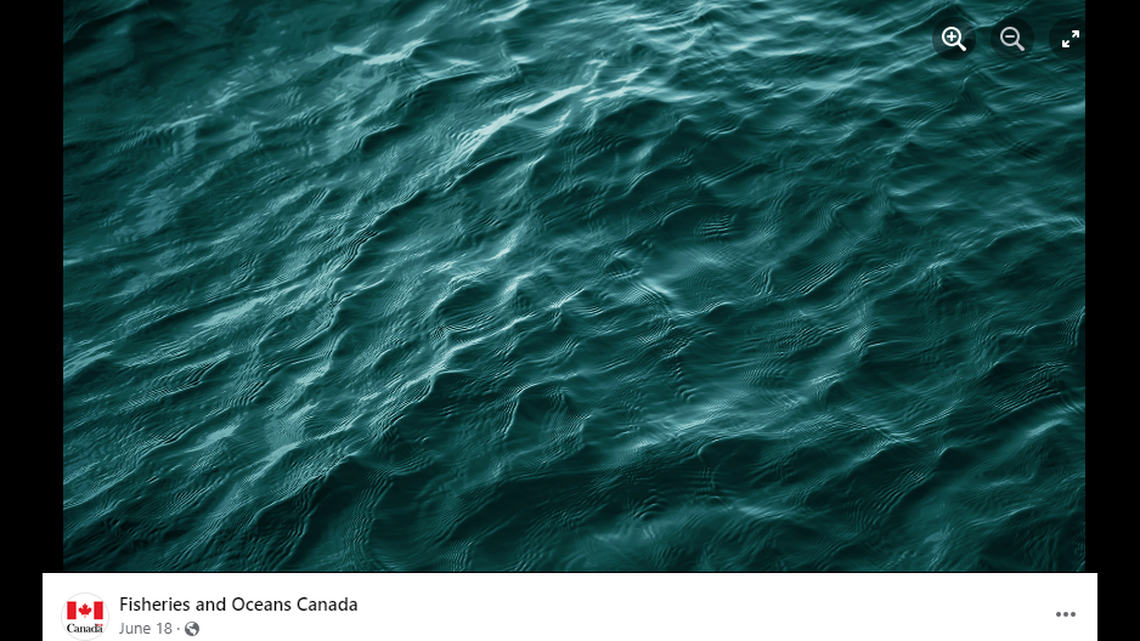 In a deep-sea canyon off the coast of eastern Canada, a mysterious fish was unidentified for more than a decade.