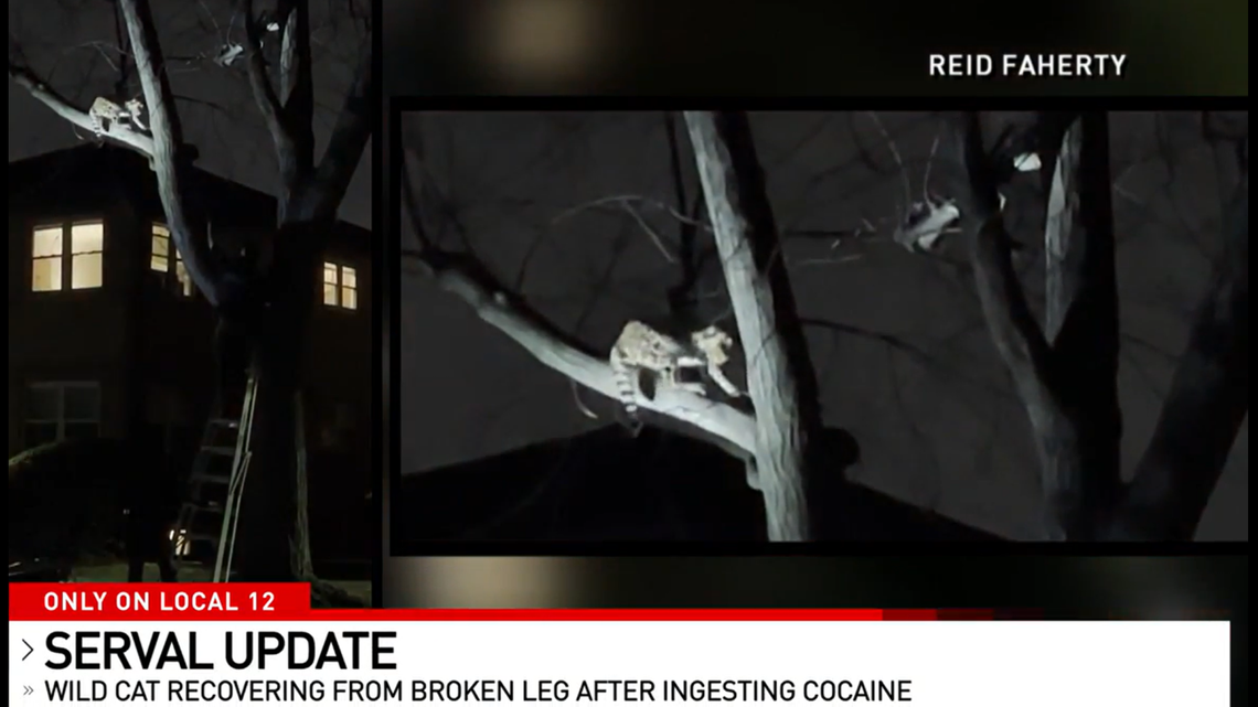 Officials captured a wild African cat spotted wandering a suburban Ohio neighborhood.
