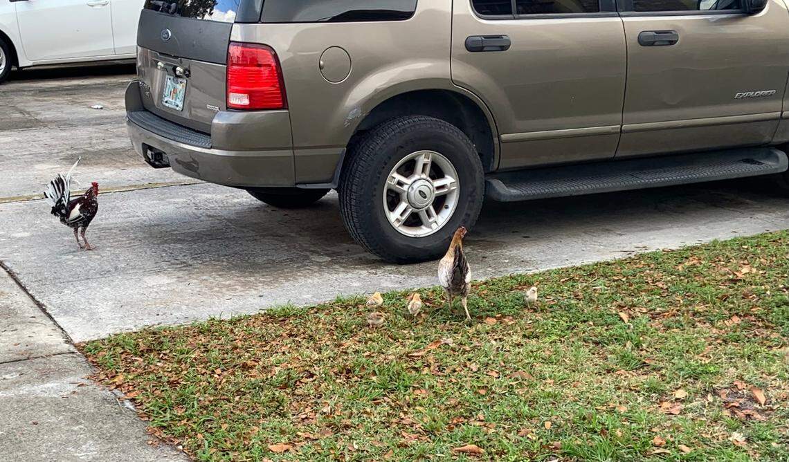 The most recent salmonella outbreak involves backyard poultry, like this family in Miami’s Little Havana area.