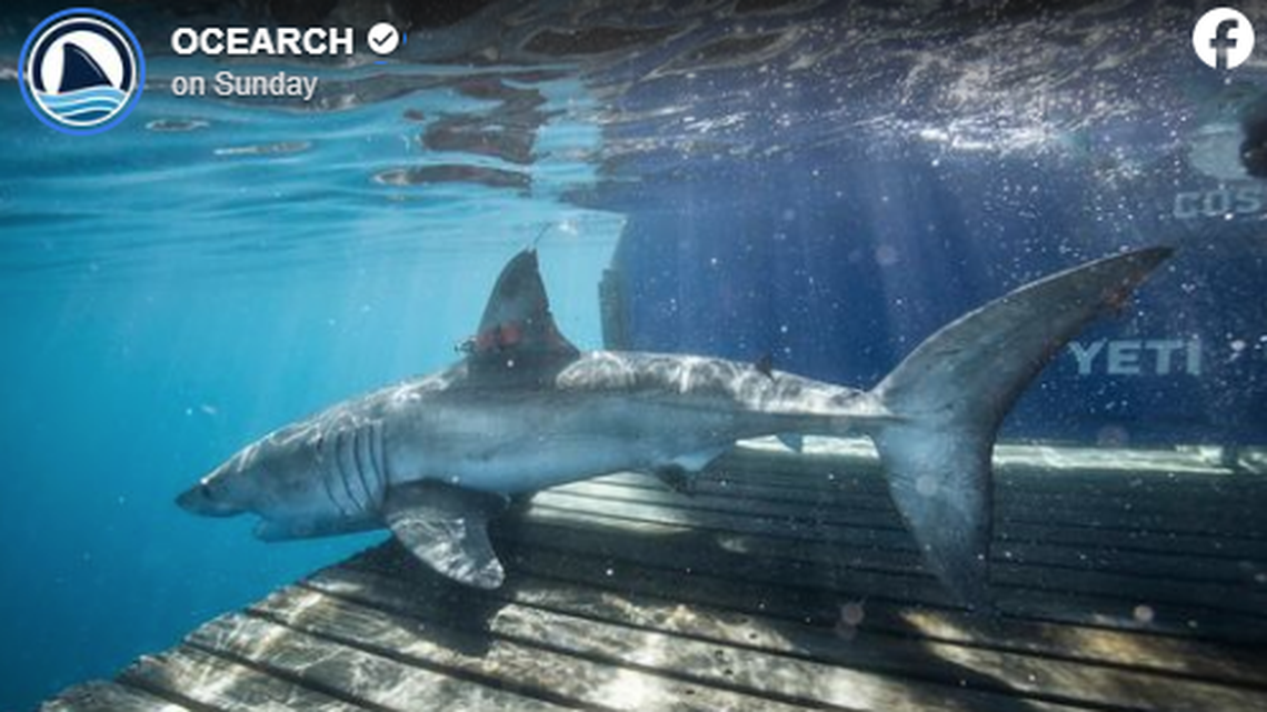 This 10-foot great white shark vanished off Georgia in April and resurfaced five months later in the Gulf of St. Lawrence off Canada, OCEARCH reports.