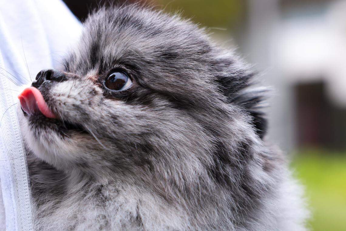 Enzo, a Pomeranian, sticks his tongue out while waiting in line for a photo during the grand opening of the Chewy Bark Park at 4579 Ponce de Leon Blvd. in Coral Gables, Fla., Saturday, Jan. 31, 2026.