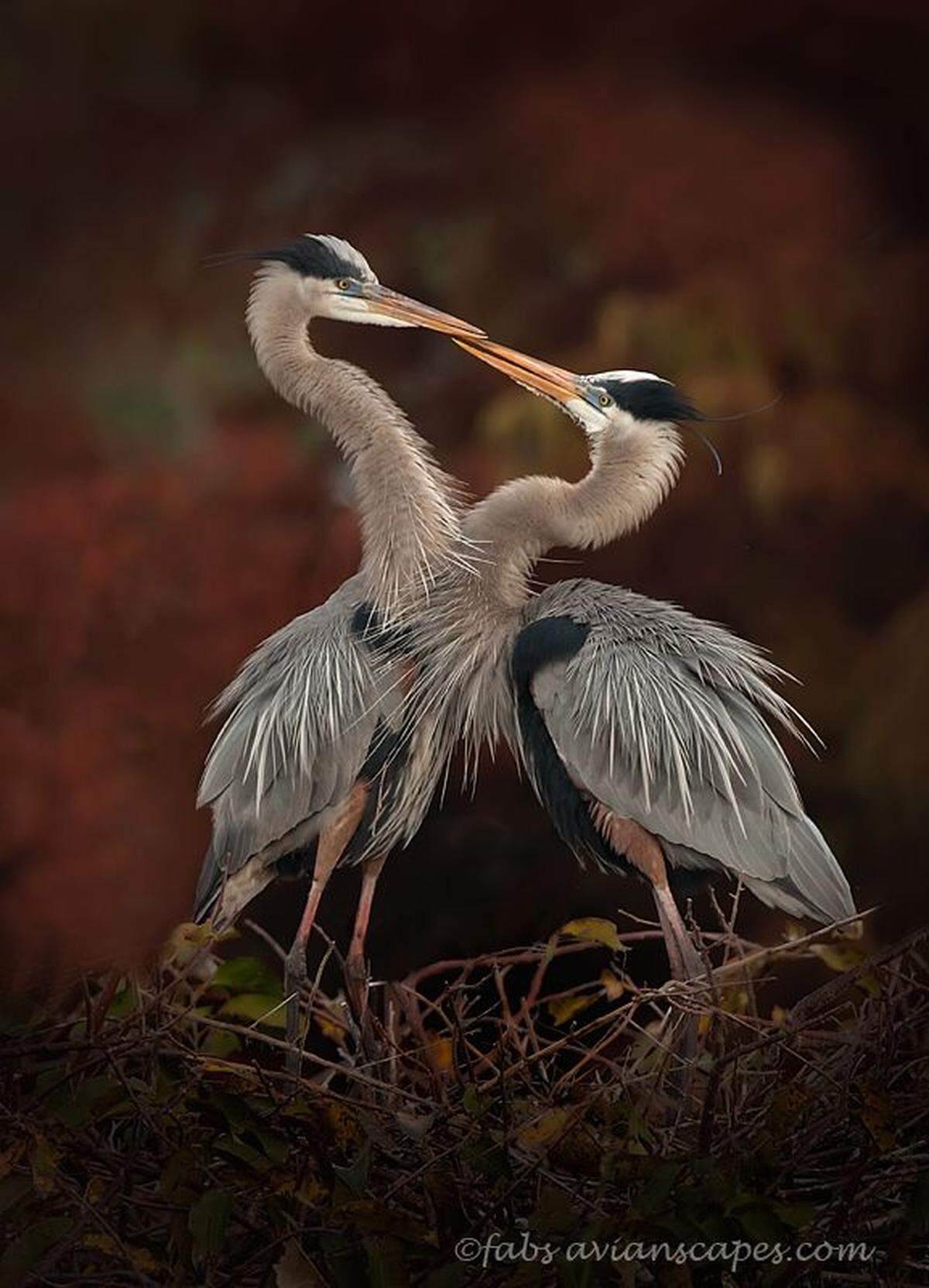 Wildlife photography is a specialty of Fabiola Forns, one of the judges in the new “As I See It” photography competition hosted by the Coral Gables Garden Club.