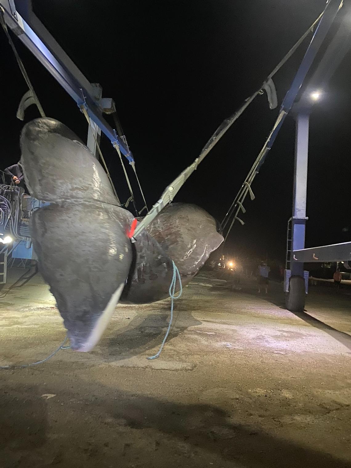The body of a large sperm whale is hoisted by a travel lift at Robbie’s Marina in Stock Island Tuesday, May 10, 2022.