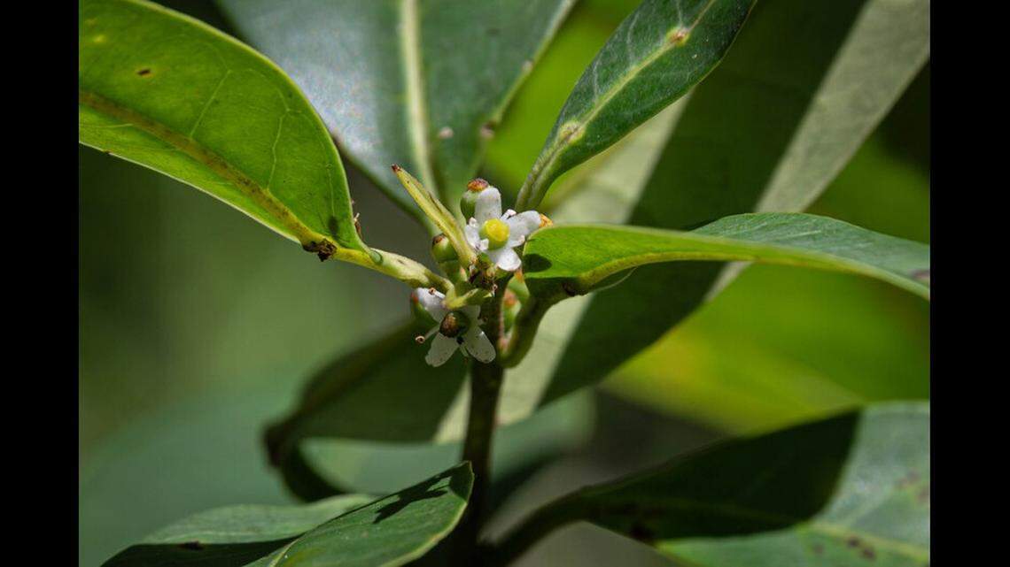 Scientists said they identified the tree by its flowers.