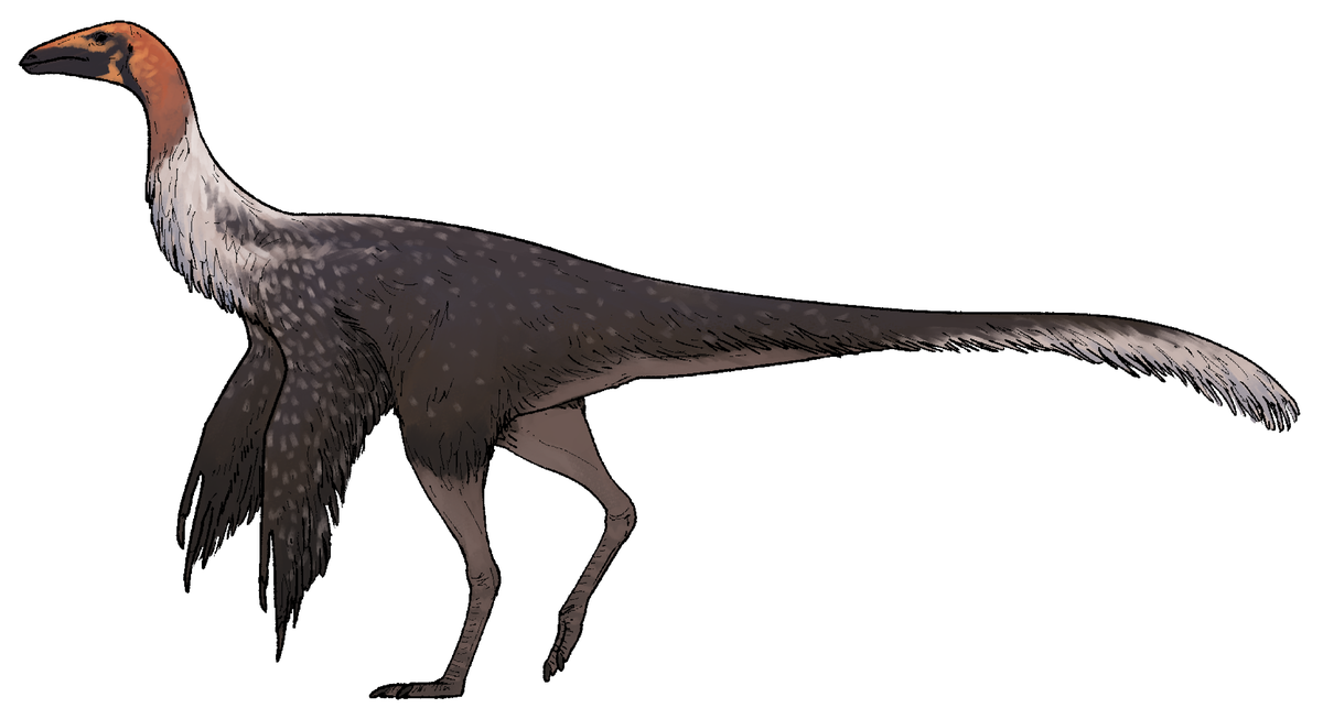 The dinosaur likely had feathered arms, based on previous research of the genus.