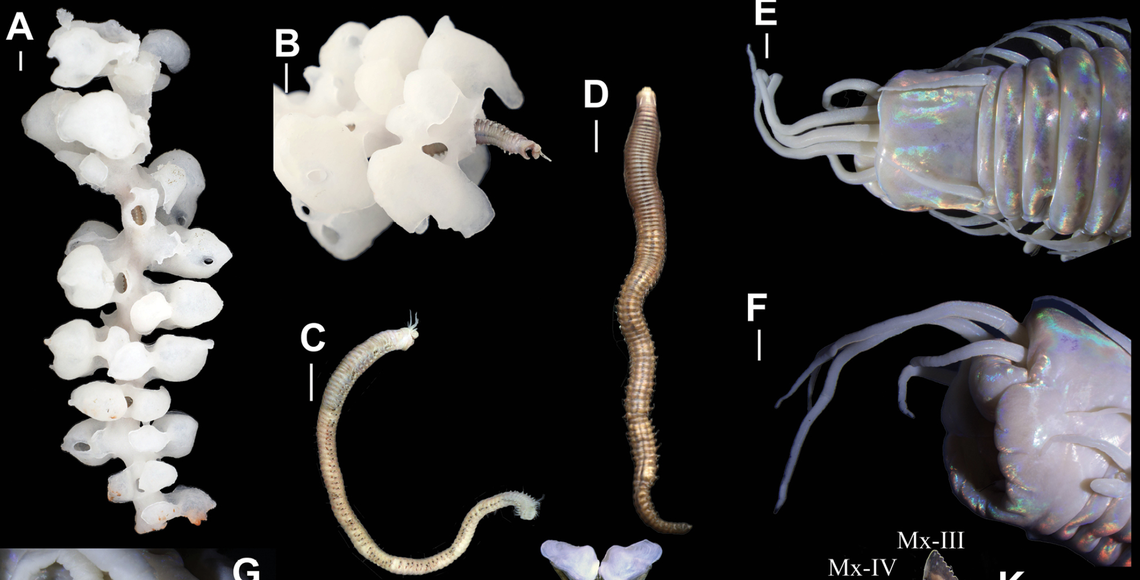 The bristle worms live within the tubes of the glass coral, researchers said.