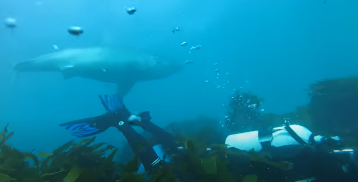 Andy Nelson had to quickly dive to the rocky bottom to avoid becoming a shark snack.