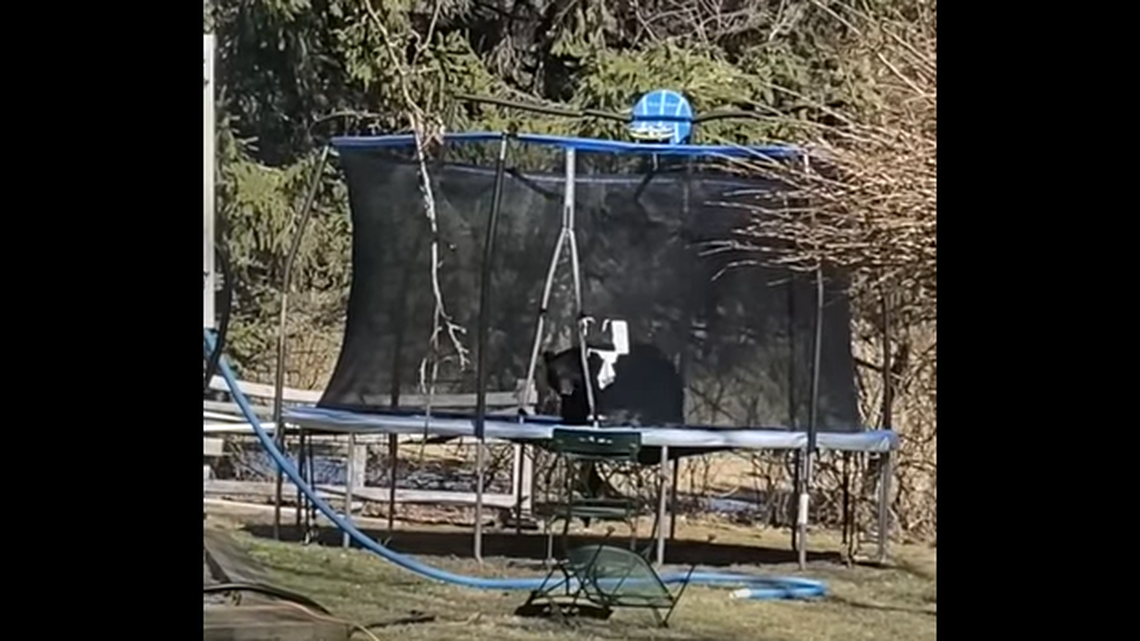 This photo shows the black bear checking out Anna Cory-Watson’s trampoline in Wappingers Falls, New York.