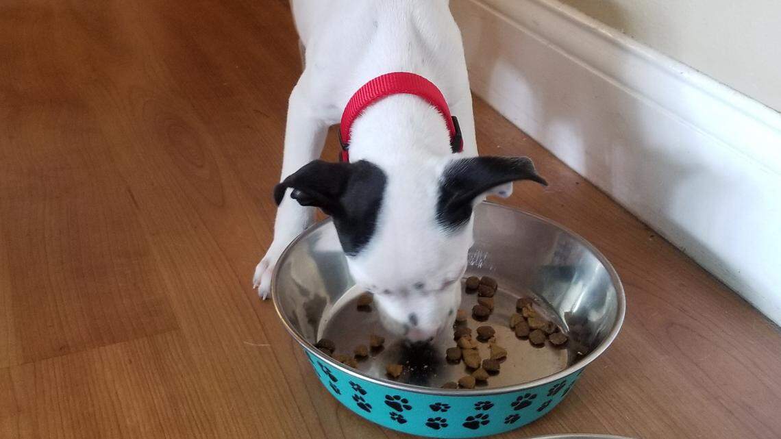 Salmonella recall of Florida firm’s dog treats that also went to the Carolinas