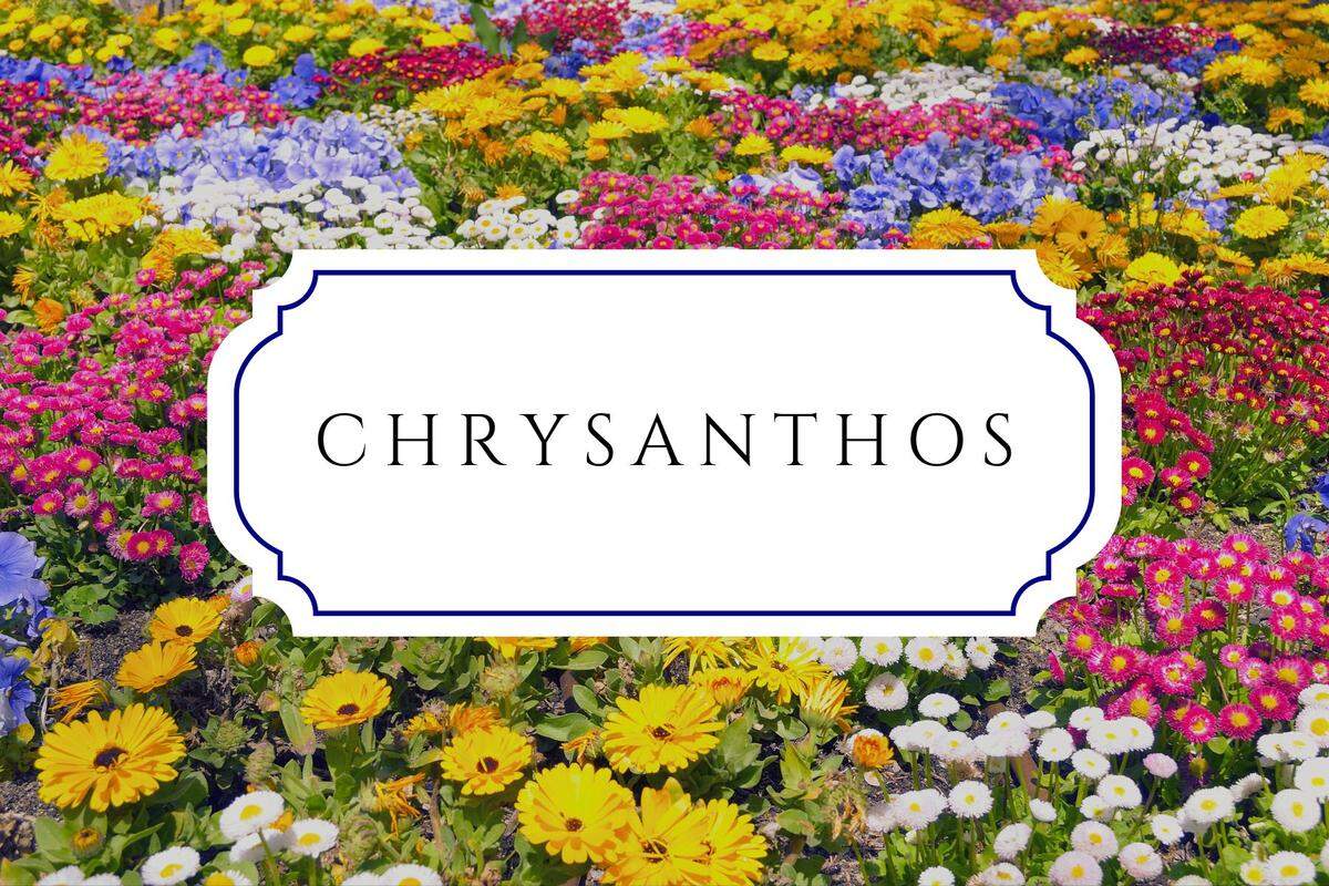 names that mean flower chrysanthos