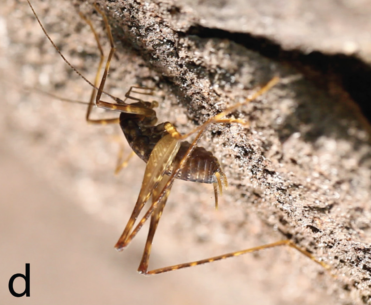 The small cricket has a patterned brown body.