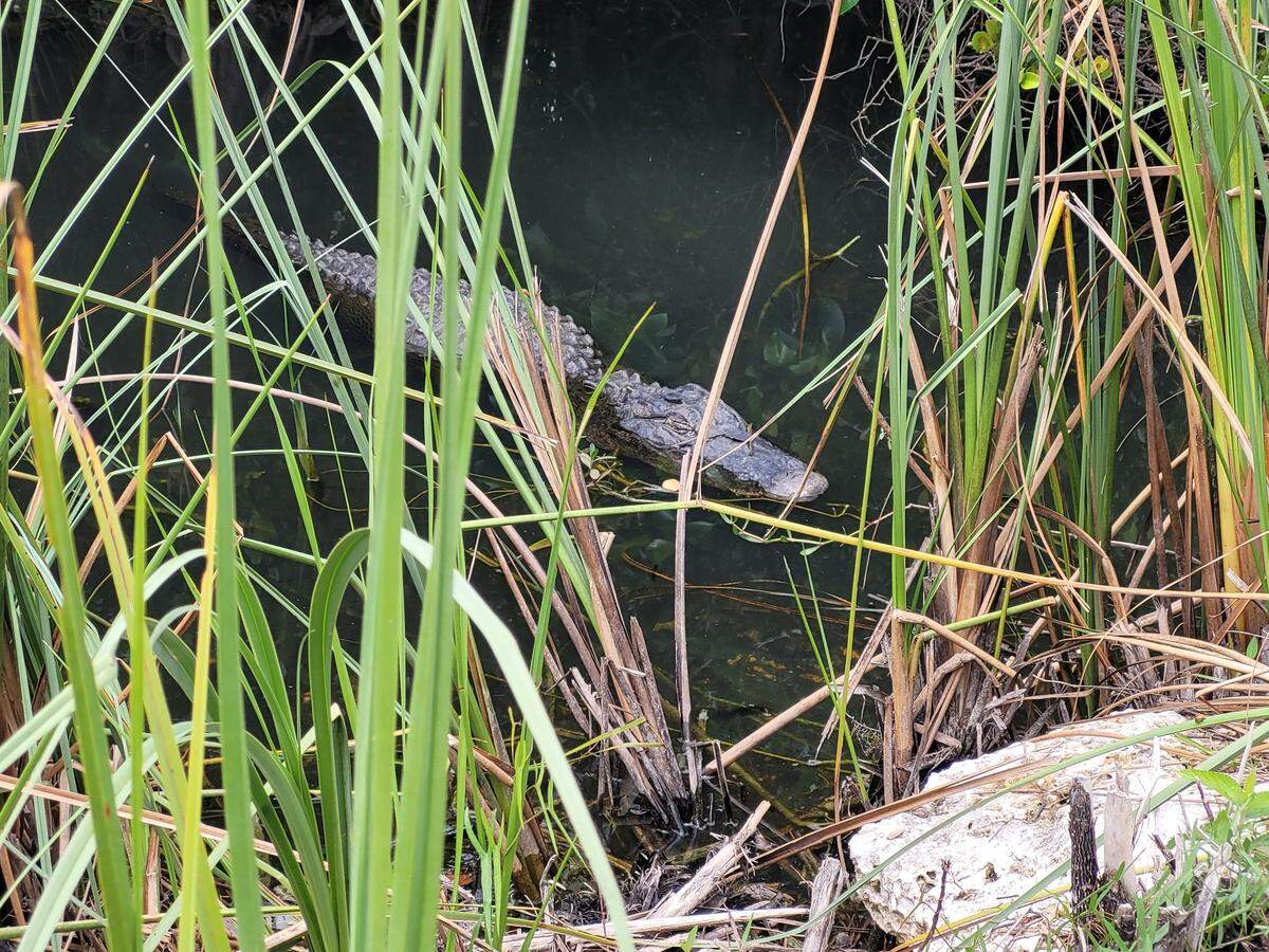 One of the many residents of Shark Valley in the Florida Everglades.