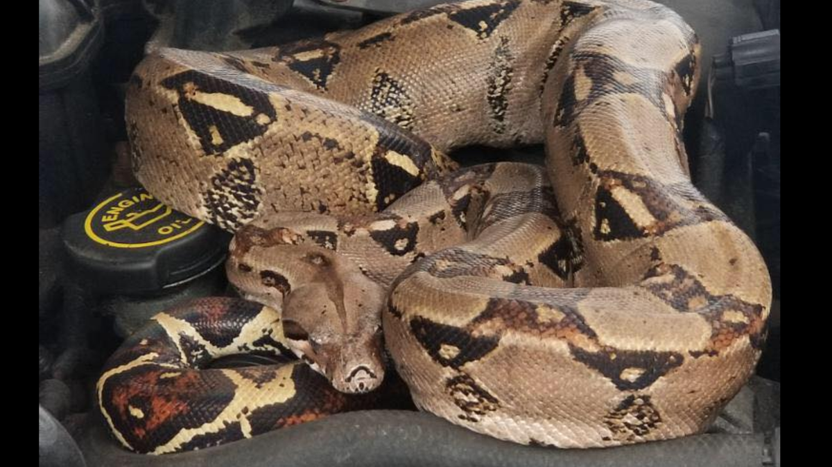 A boa constrictor 