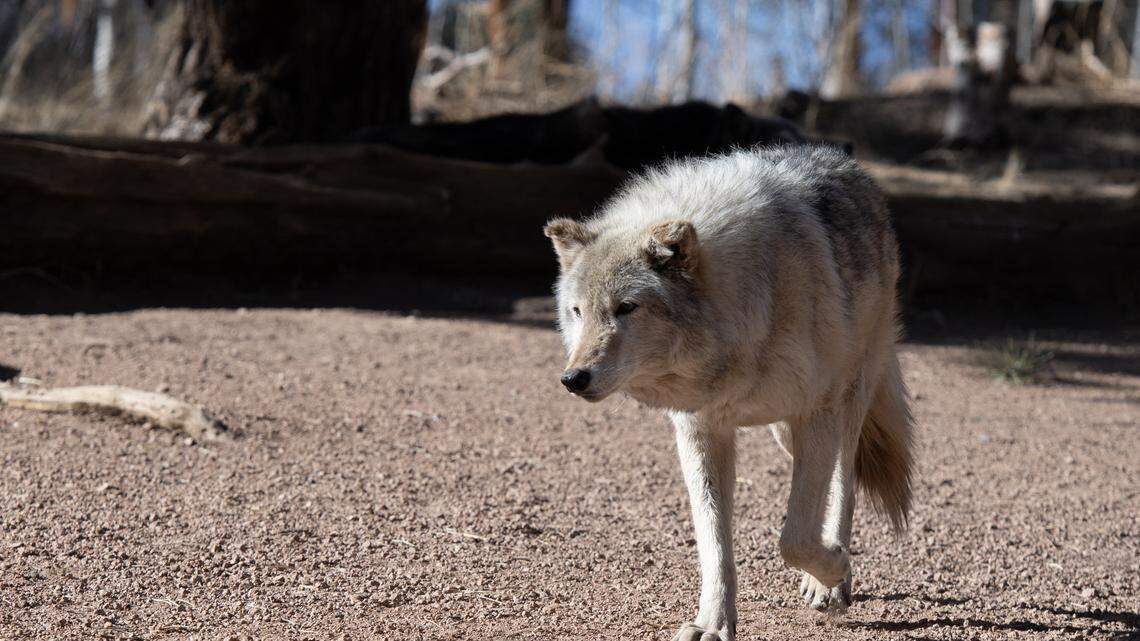 How Did a Wolf Escape From a Zoo in South Korea? Here’s What Happened and Everything We Know
