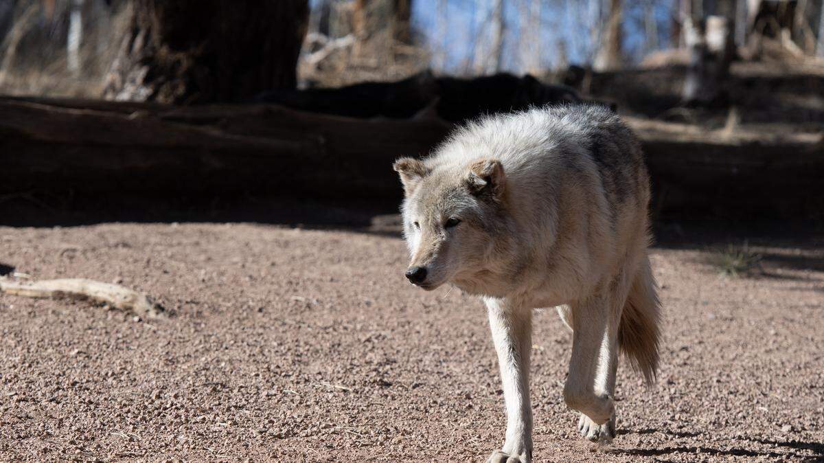 A timber wolf, roams in it's enclosure at the Colorado Wolf and Wildlife Center (CWWC) in Divide, Colorado on March 28, 2023. CWWC's 35 acre property is home to 18 wolves, and offers daily tours. In 2020, Colorado voters passed Proposition 114, which required Colorado Parks and Wildlife to reintroduce gray wolves to designated lands on the western side of the Continental Divide no later than December 31, 2023. Wolves that have wandered into Colorado from the neighboring state of Wyoming have put ranchers on edge that their livestock may become prey, as well as presented challenges to the outcome of the reintroduction program. (Photo by Jason Connolly / AFP) (Photo by JASON CONNOLLY/AFP via Getty Images)
