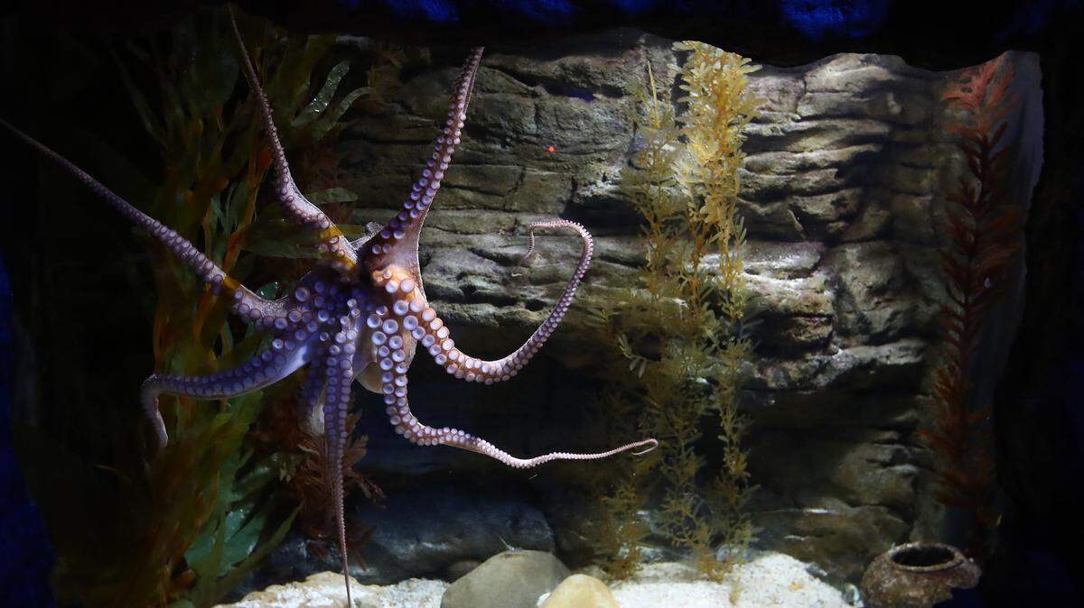 MELBOURNE, AUSTRALIA - NOVEMBER 13: An octopus is seen on November 13, 2020 in Melbourne, Australia. Following the Victorian government's easing of COVID-19 restrictions on indoor entertainment venues, SEA LIFE Melbourne Aquarium opened to the public on Friday with capacity restrictions and extra health and safety measures in place. Guests now have allocated time-slots to visit, physical distancing between groups is encouraged while hygiene screens in various areas and extra cleaning processes have been introduced. All visitors aged 12 and above ale also required to wear face masks. (Photo by Robert Cianflone/Getty Images)