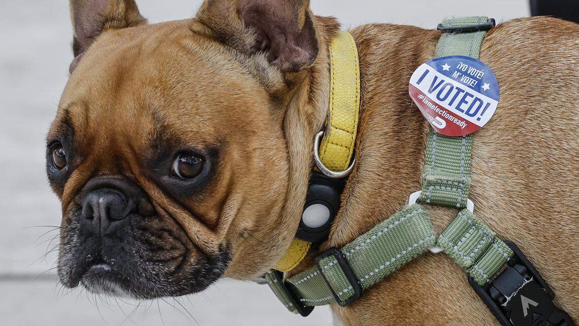 Flo, a French bull dog, wears a “I Voted!” sticker after his owner Eli Coro’s voted at precinct 573 in the Rene Janeiro Recreation Center at Shenandoah Park during Election Day in Miami, Florida on Tuesday, November 5, 2024.