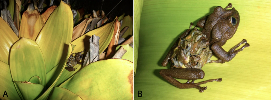 A female Stefania maccullochi hiding in a plant and carrying nine babies on its back.