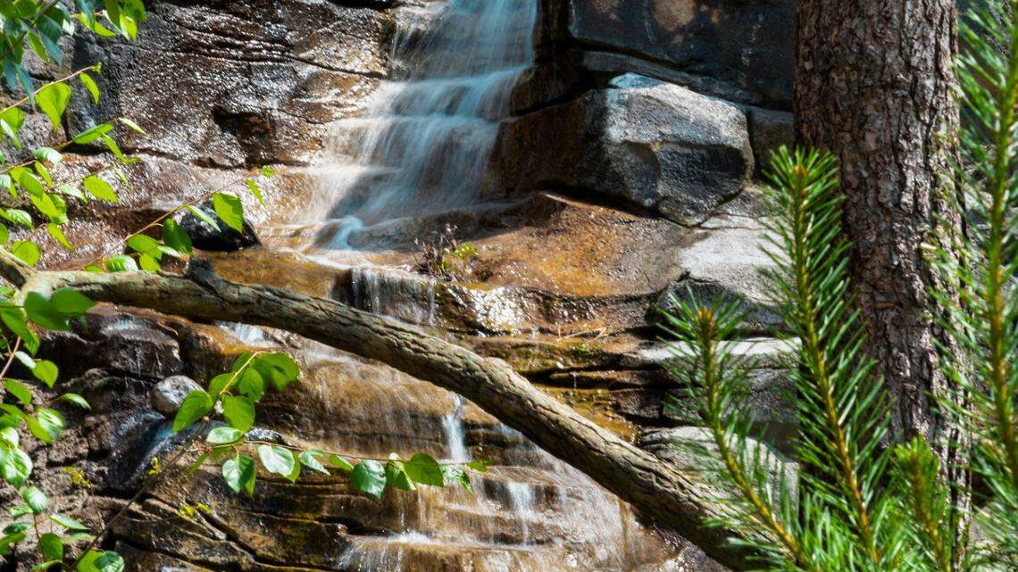 The small lizards are distinguished by their uniquely colored throat skin, scientists said.
